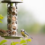 Spatz und Blaumeise sitzen an einem Meisenknödelhalter im sommerlichen Garten und picken Vogelfutter