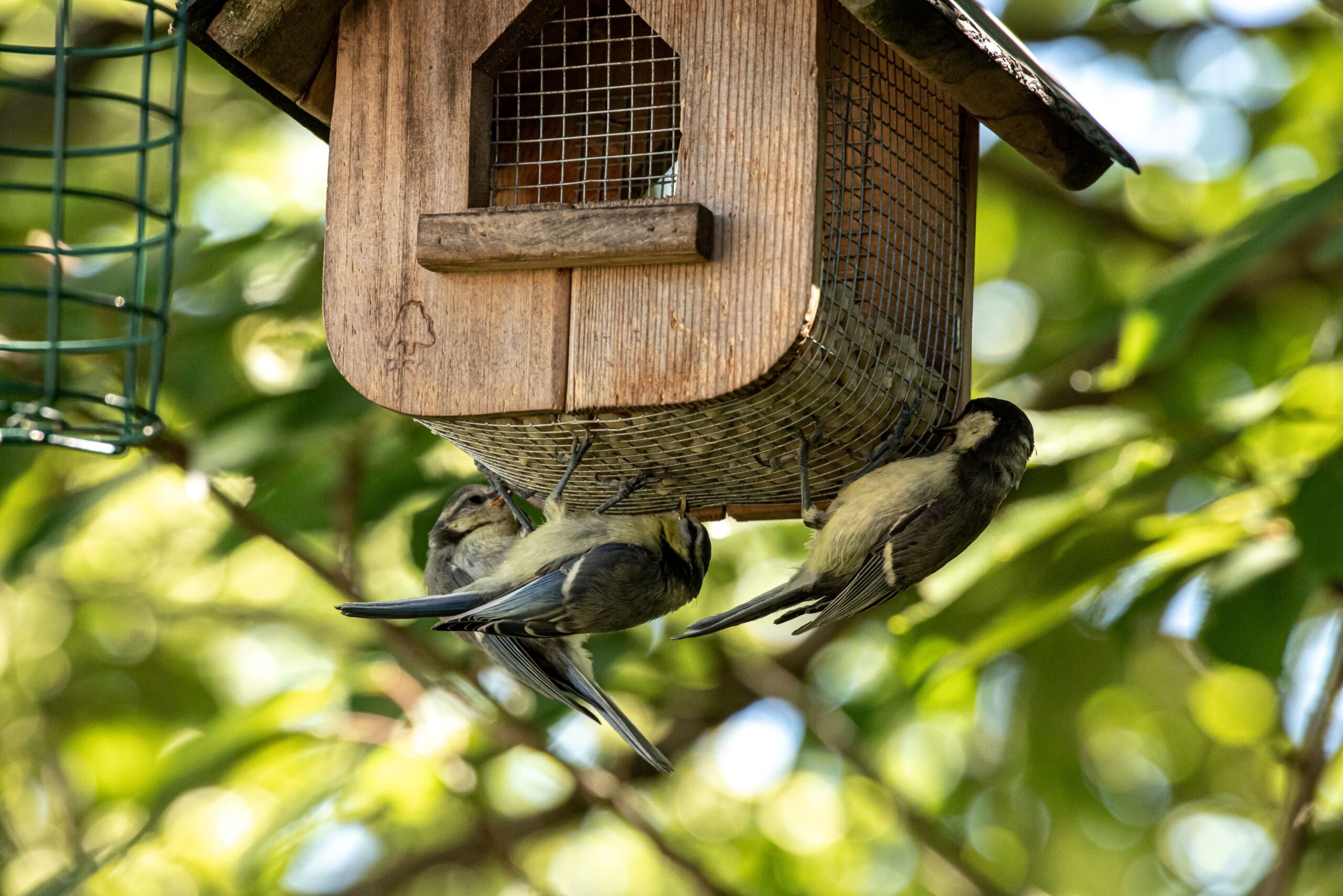 Mehrere Meisen fressen gemeinsam an einem Meisenknödelhalter aus Holz in einem grünen Garten