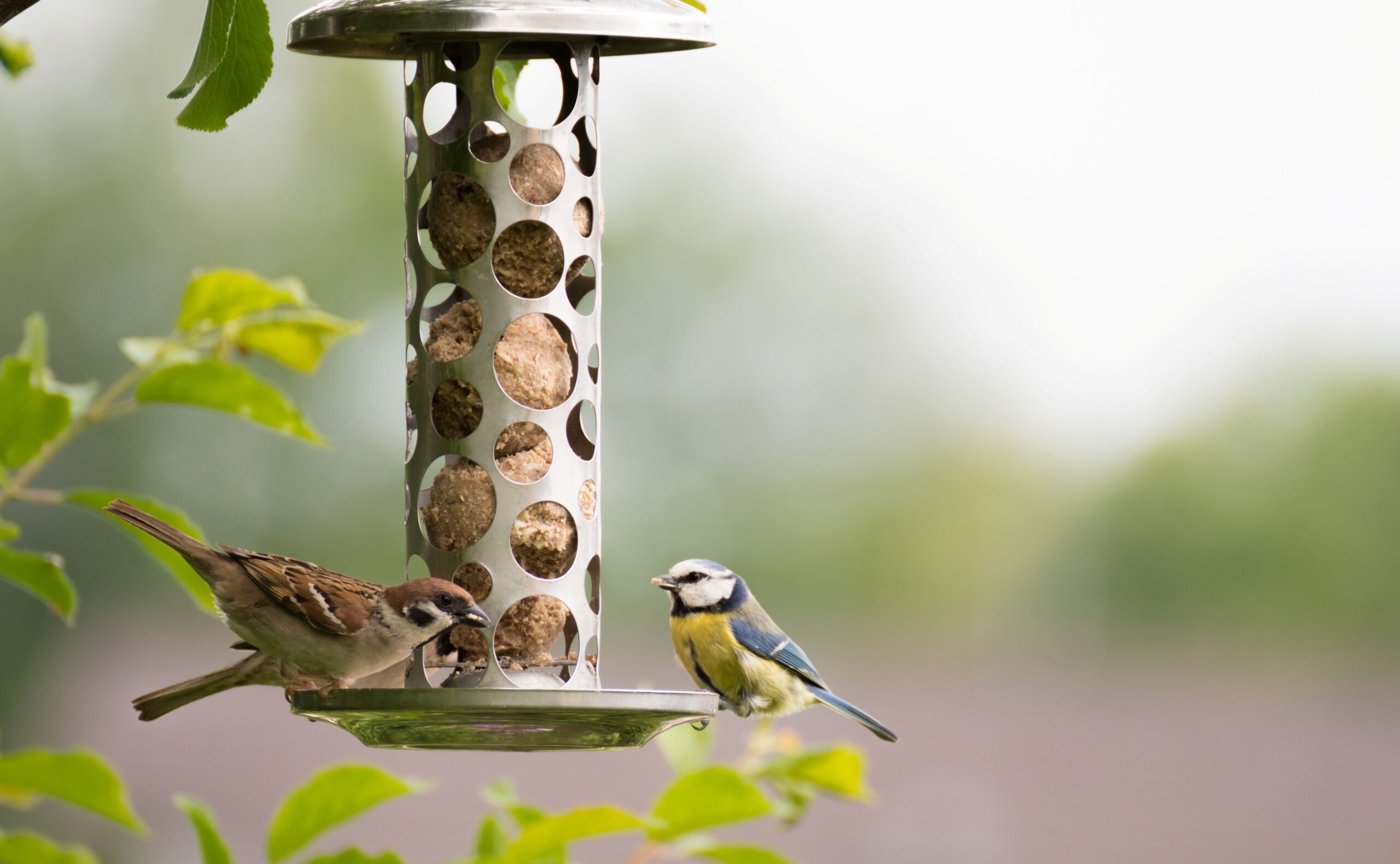 Spatz und Blaumeise sitzen an einem Meisenknödelhalter im sommerlichen Garten und picken Vogelfutter