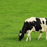 Weidehaltung von Rindern – die wichtigsten Informationen