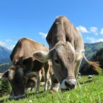 Rinder sicher auf der Weide halten – diese Gefahren lauern für die Weidetiere